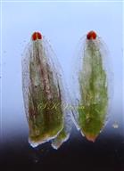  Sepals